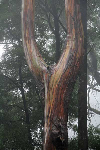 Eucalyptusbaum