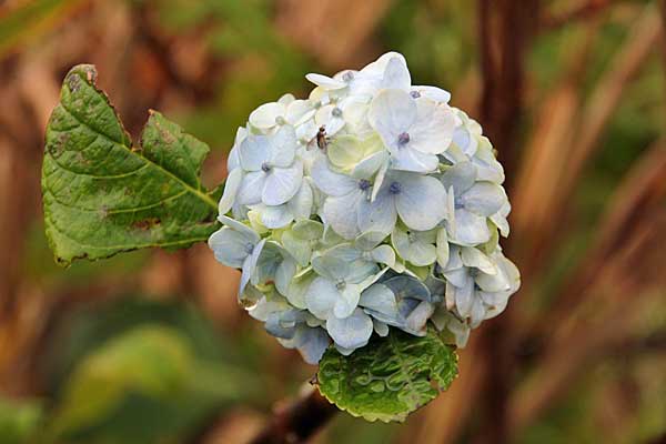 Blaue Hortensie