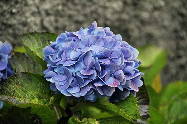 Blaue Hortensie