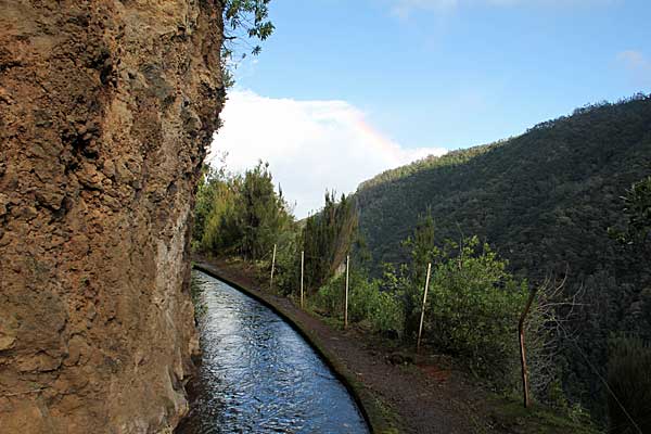 Der Lorbeerwald wird lichter