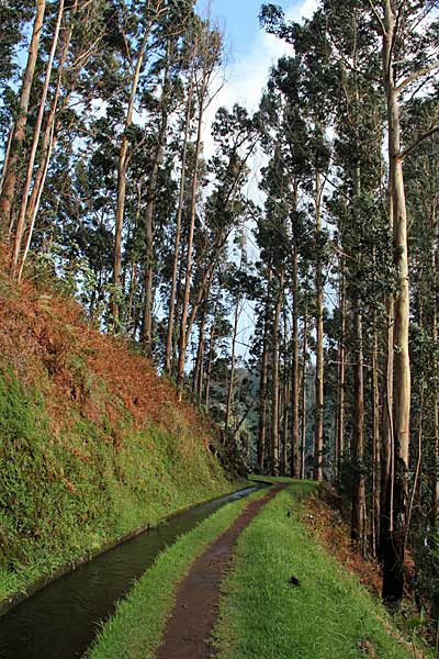 Zwischen Eukalyptusbäumen hindurch