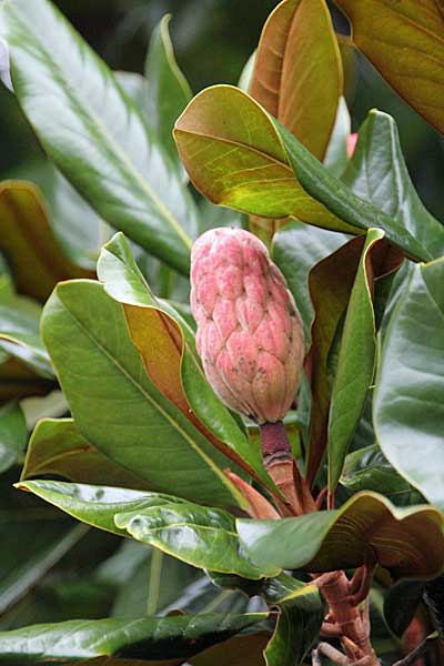 Busch mit rosa Blüte