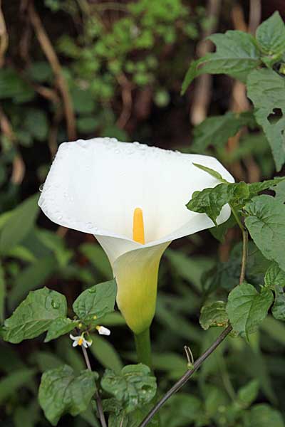 Calla