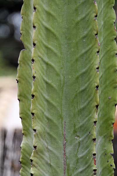 Kakteen
