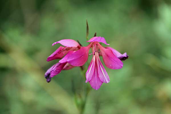 Blüte