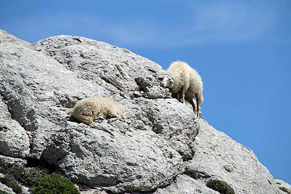Schafe am Puig de Massanella