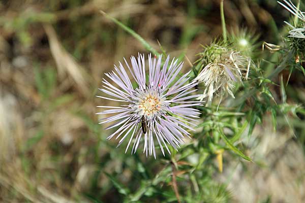 Blüte