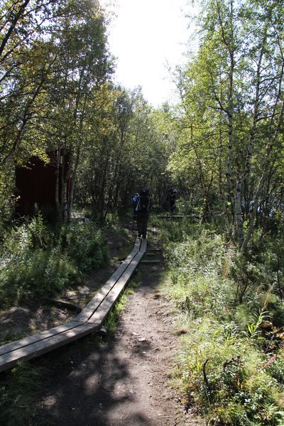 Auf Holzbohlen geht es durch den Fjällbirkenwald