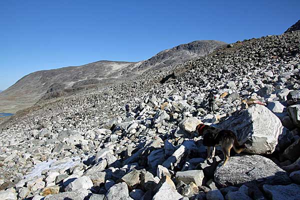 Schlittenhund Falk im Blockkfeld