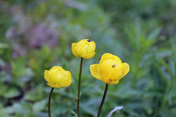 Trollblume