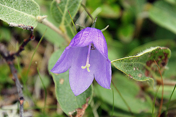 Glockenblume