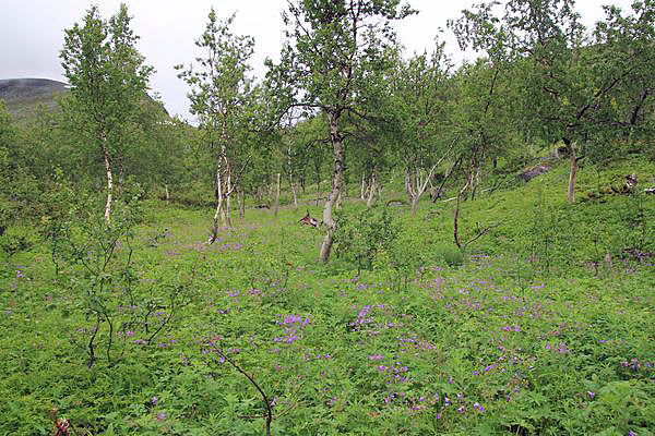 Birkenwald am Alep Vassjajåkåtj