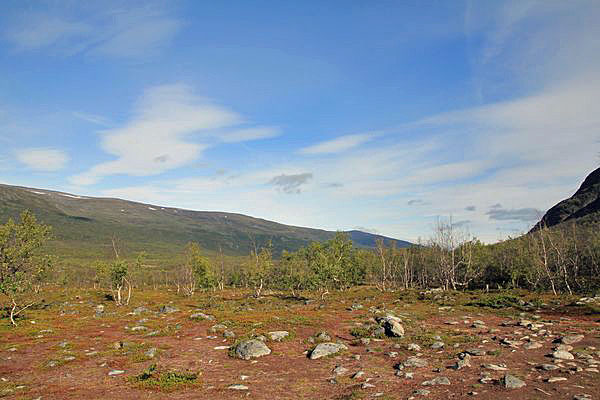 Fjällbirken