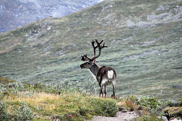 Rentier im Visdalen