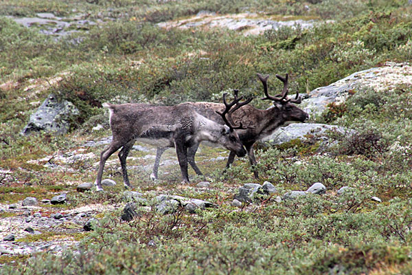 Rentiere im Visdalen