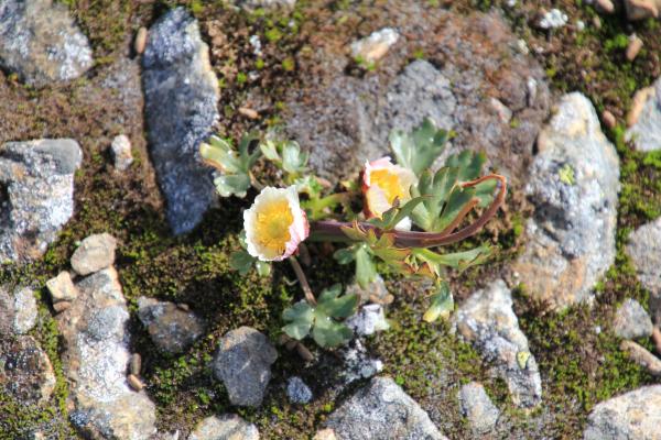 Blume auf der Passhöhe