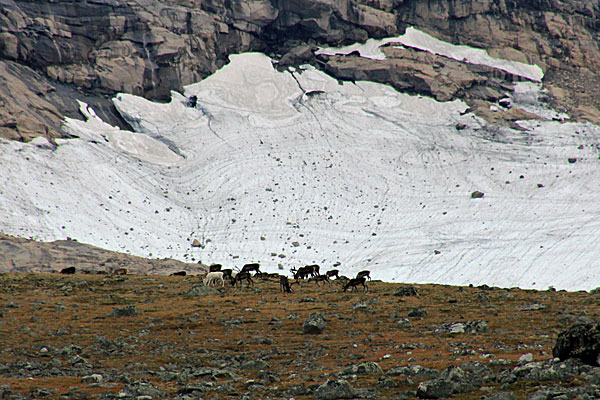 Rentiere im Veslådalen