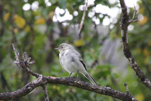 Vogel im Storådalen