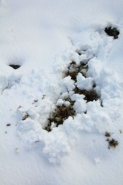 Rentiere haben nach Flechten gegraben