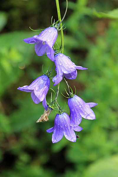 Glockenblume