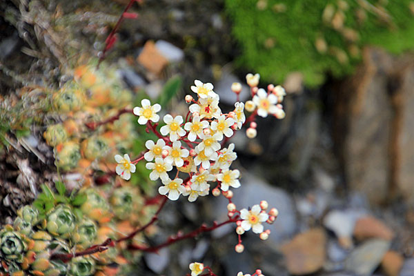Kleine weisse Blüten