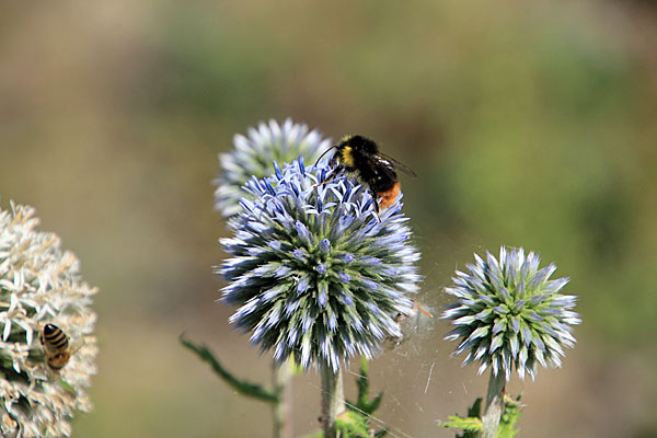 Kugeldistel mit Hummel