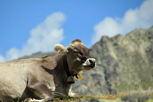 Kuh am Flüelapass