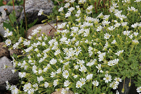 Alpen-Hornkraut