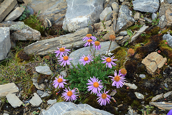 Alpen-Aster
