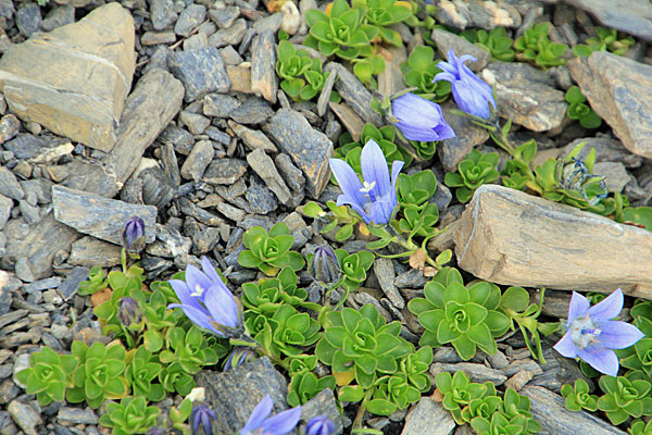 Mont Cenis-Glockenblume