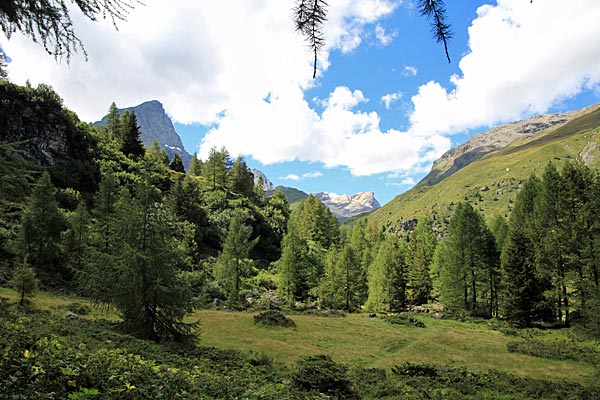 Lichtung im Naturwaldreservat