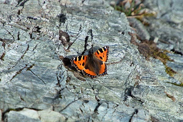 Kleiner Fuchs