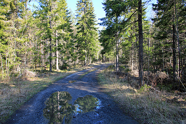 Fahrweg zur Strasse