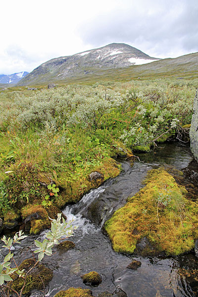 Bach am Berghang Njavvebuollda