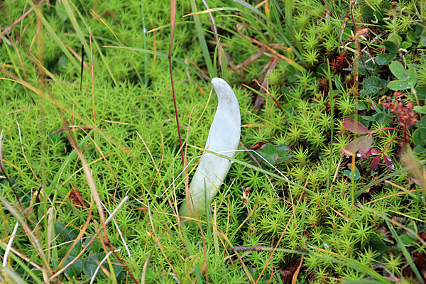 Rentiergeweih im Moos