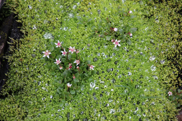 Sternblütige Steinbrech