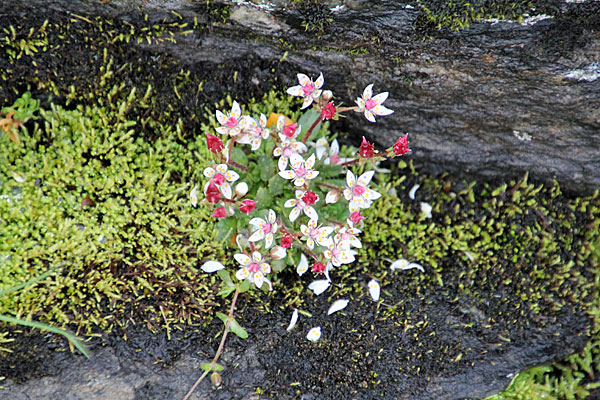 Sternblütige Steinbrech