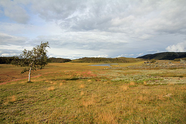 Sumpfgebiet am Viejeluoppal