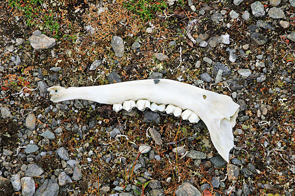 Unterkieferknochen eines Rentiers