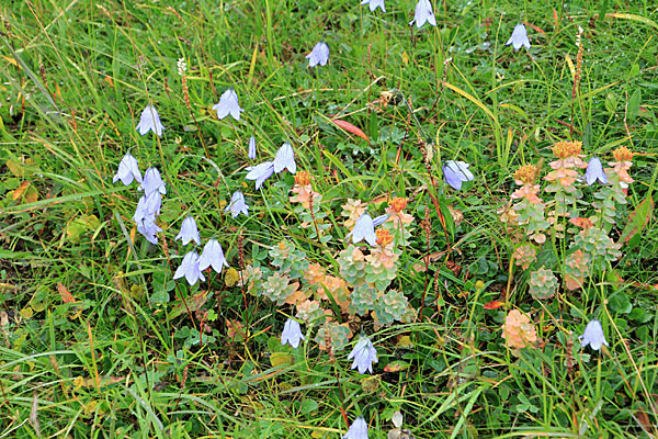 Rundblättrige Glockenblume