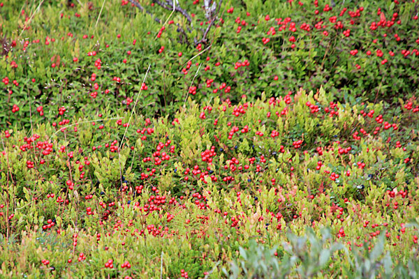 Blau- und Preisselbeeren