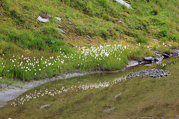 Wollgras am Viejejåhkå
