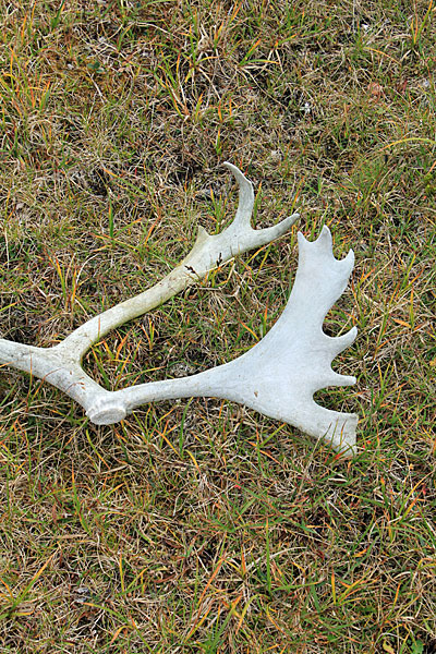 Rentiergeweih