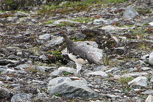 Schneehuhn am Gállojávrre