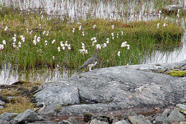 Schneehuhn am Gállojávrre