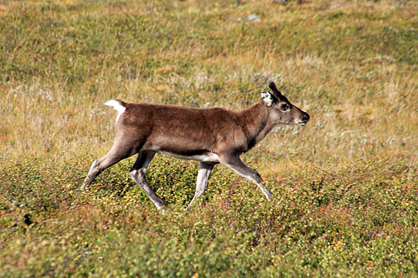 Rentierkalb