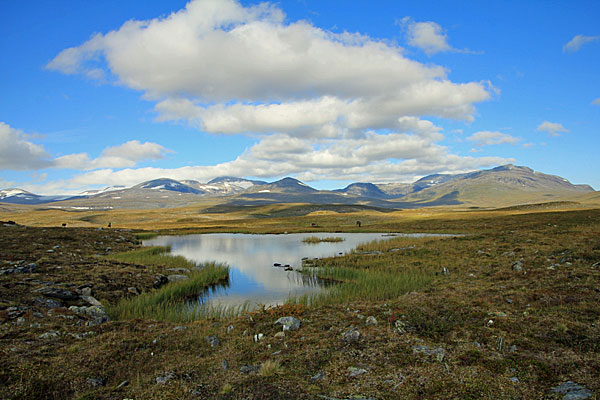 Rentiere mit Sulitelma-Massiv