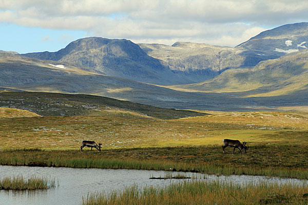 Rentiere mit Sulitelma-Massiv