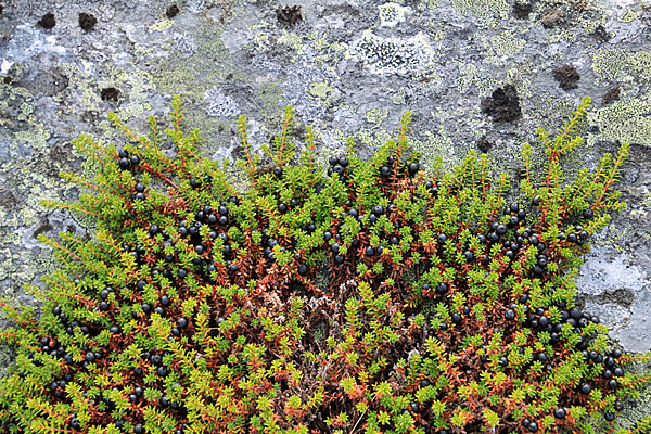 Schwarze Krähenbeere