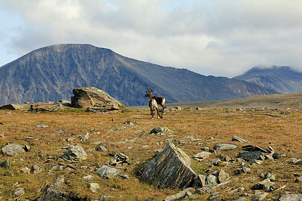 Rentiere am Stájggá